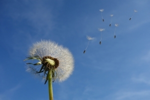 https://www.pexels.com/photo/white-dandelion-under-blue-sky-and-white-cloud-39669/