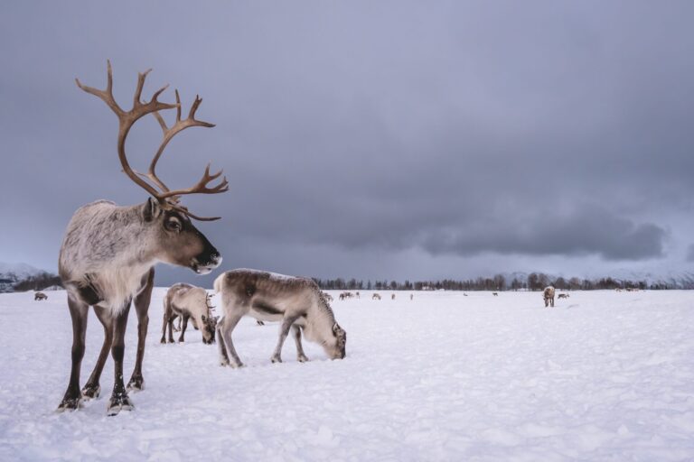 Caribou in the snow